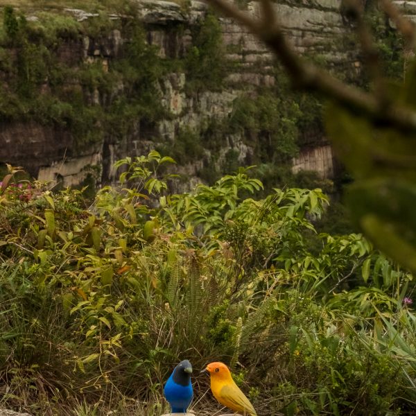 Pássaros em madeira